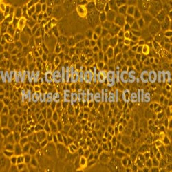 BALB/c Mouse Epithelial Cells (25)